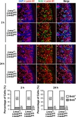 Lamin B2 Antibody in Immunohistochemistry (IHC)