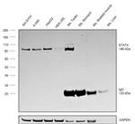 STAT4 Antibody