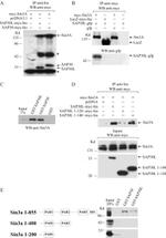 GFP Antibody in Western Blot (WB)