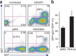 GFP Antibody in Flow Cytometry (Flow)