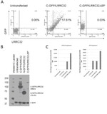 GFP Antibody in Western Blot (WB)