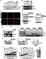 GFP Antibody in Western Blot, Immunocytochemistry (WB, ICC/IF)