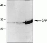 GFP Antibody in Western Blot (WB)