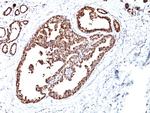 HSP60 (Heat Shock Protein 60) (Mitochondrial Marker) Antibody in Immunohistochemistry (Paraffin) (IHC (P))