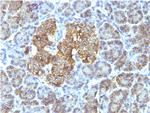 HSP60 (Heat Shock Protein 60) (Mitochondrial Marker) Antibody in Immunohistochemistry (Paraffin) (IHC (P))