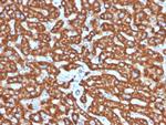 HSP60 (Heat Shock Protein 60) (Mitochondrial Marker) Antibody in Immunohistochemistry (Paraffin) (IHC (P))