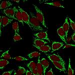 HSP60 (Heat Shock Protein 60) (Mitochondrial Marker) Antibody in Immunocytochemistry (ICC/IF)