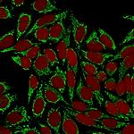 HSP60 (Heat Shock Protein 60) (Mitochondrial Marker) Antibody in Immunocytochemistry (ICC/IF)