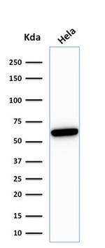 HSP60 (Heat Shock Protein 60) (Mitochondrial Marker) Antibody in Western Blot (WB)