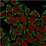 HSP60 (Heat Shock Protein 60) Antibody in Immunocytochemistry (ICC/IF)