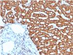 HSP60 (Heat Shock Protein 60) Antibody in Immunohistochemistry (Paraffin) (IHC (P))