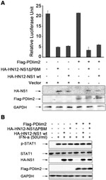 STAT1 Antibody in Western Blot (WB)