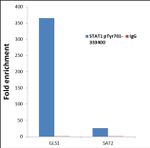 Phospho-STAT1 (Tyr701) Antibody in ChIP Assay (ChIP)