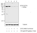 Phospho-STAT1 (Tyr701) Antibody