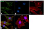 HSP70 Antibody in Immunocytochemistry (ICC/IF)