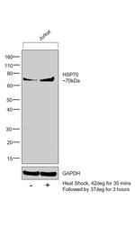 HSP70 Antibody in Western Blot (WB)