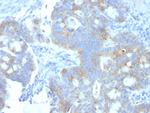 Heparan Sulfate Proteoglycan (Large)/Perlecan Antibody in Immunohistochemistry (Paraffin) (IHC (P))