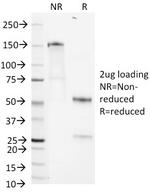 Heparan Sulfate Proteoglycan (Large)/Perlecan Antibody in SDS-PAGE (SDS-PAGE)