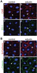 ZO-1 Antibody in Immunocytochemistry (ICC/IF)