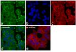 N-cadherin Antibody in Immunocytochemistry (ICC/IF)