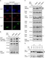 SRSF3 Antibody in Western Blot (WB)