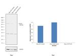 STAT5 alpha/beta Antibody in Western Blot (WB)