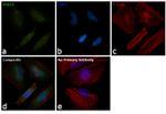 STAT5 alpha/beta Antibody in Immunocytochemistry (ICC/IF)