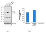 STAT5 alpha/beta Antibody