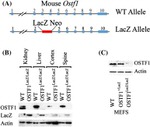 beta Galactosidase Antibody in Western Blot (WB)