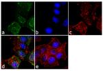 CD44v6 Antibody in Immunocytochemistry (ICC/IF)