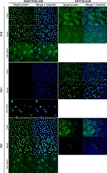 p21 Antibody in Immunohistochemistry (IHC)