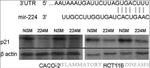 p21 Antibody in Western Blot (WB)