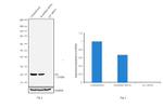 p21 Antibody in Western Blot (WB)