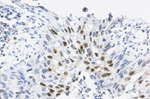 p21 Antibody in Immunohistochemistry (IHC)