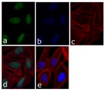 p21 Antibody in Immunocytochemistry (ICC/IF)