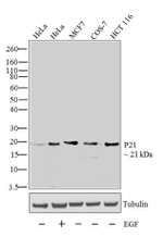 p21 Antibody in Western Blot (WB)