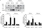 MDM2 Antibody in Western Blot (WB)