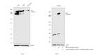 p300 Antibody in Western Blot (WB)