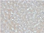 Apolipoprotein B /APOB Antibody in Immunohistochemistry (Paraffin) (IHC (P))