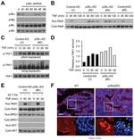 p38 MAPK beta Antibody in Western Blot (WB)