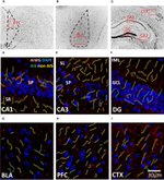 Ankyrin G Antibody in Immunohistochemistry (Frozen) (IHC (F))