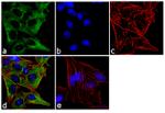 IQGAP1 Antibody in Immunocytochemistry (ICC/IF)