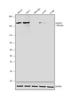 IQGAP1 Antibody in Western Blot (WB)