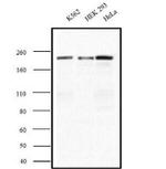 IQGAP1 Antibody in Western Blot (WB)