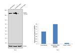 IQGAP1 Antibody