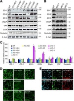 ZONAB Antibody in Western Blot (WB)