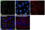 ZO-1 Antibody in Immunocytochemistry (ICC/IF)