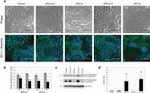 ZO-1 Antibody in Immunocytochemistry (ICC/IF)