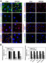 ZO-1 Antibody in Immunocytochemistry (ICC/IF)