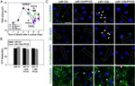 Phospho-FAK (Tyr407) Antibody in Immunocytochemistry (ICC/IF)